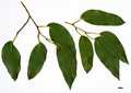 SpeciesSub: subsp. tasmaniensis